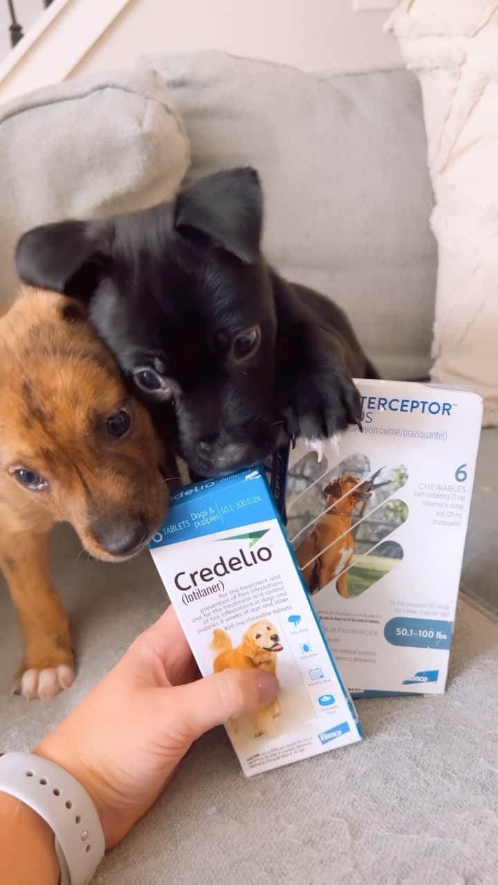 DogsOf Instagramのインスタグラム：「Consider yourself ✨influenced✨!!!   Jazz and Cameo from @hopeanimalrescue are here for your reminder to give your dogs their monthly preventatives!! It’s the easiest way to keep your dogs healthy and safe from flea/ticks and heartworms! 🐛🪱🦟  @interceptorplusfordogs prevents heartworm disease including roundworms, hookworms, whipworms and tapeworms, and @credeliofordogs prevents those pesky fleas/ticks!   Like this video?! Tag a friend and share with your fellow dog lovers! Follow @wally_the_pit for more adorable and relatable content 🐾」