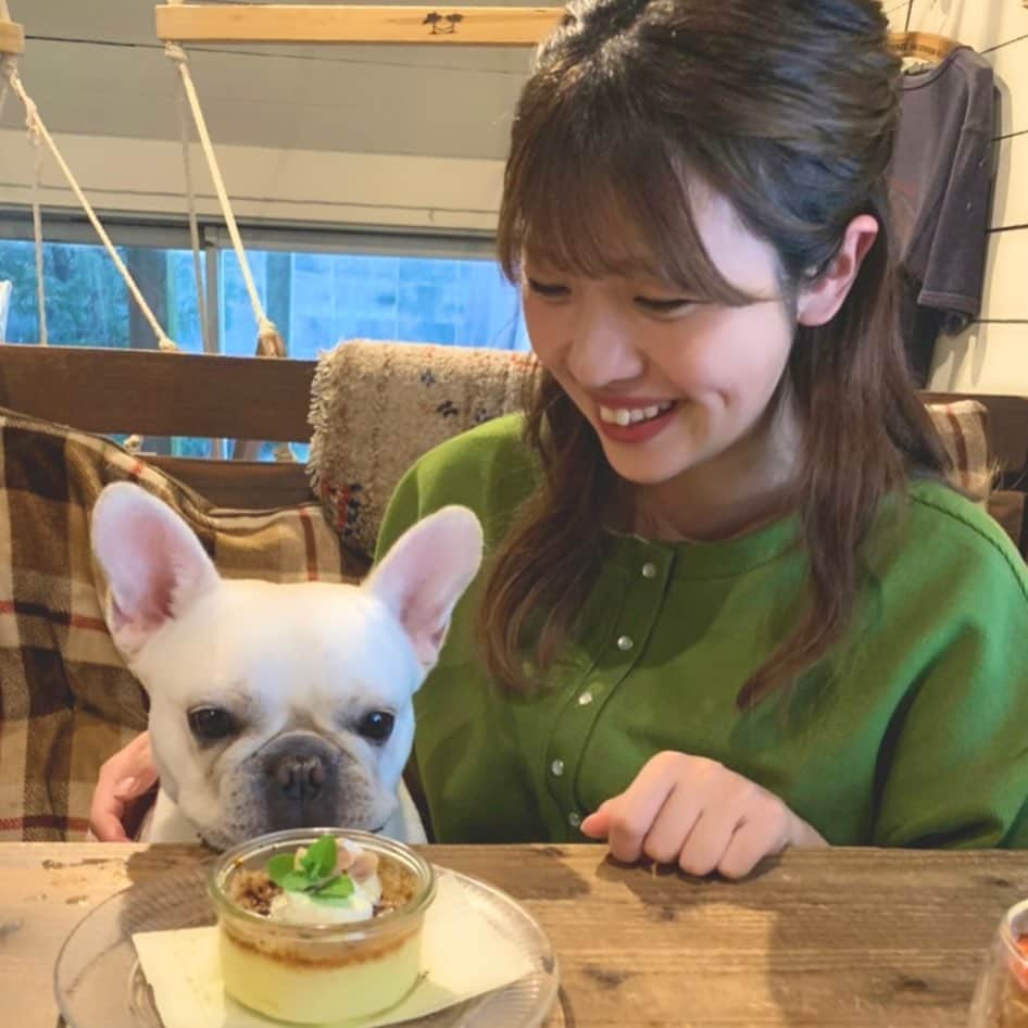 大森万梨乃のインスタグラム：「ㅤㅤㅤ ㅤㅤㅤ 愛犬店内ok cafe巡り🐶🫶 ㅤㅤㅤ 大好きな #caferefresh で焼きプリン ㅤㅤㅤ居心地が良すぎたのか途中からスヤスヤ💤 ㅤㅤㅤ そして旅乃音でも訪れた #しっぽーむ で 今回は冷やし中華を！相変わらず見た目ソックリ！ ㅤㅤㅤ 初冷やし中華でしたがペロリ完食！感激！ ㅤㅤㅤ #犬連れok #静岡犬連れカフェ #犬連れランチ  #フレンチブルドッグ #フレブル #フレブルクリーム」