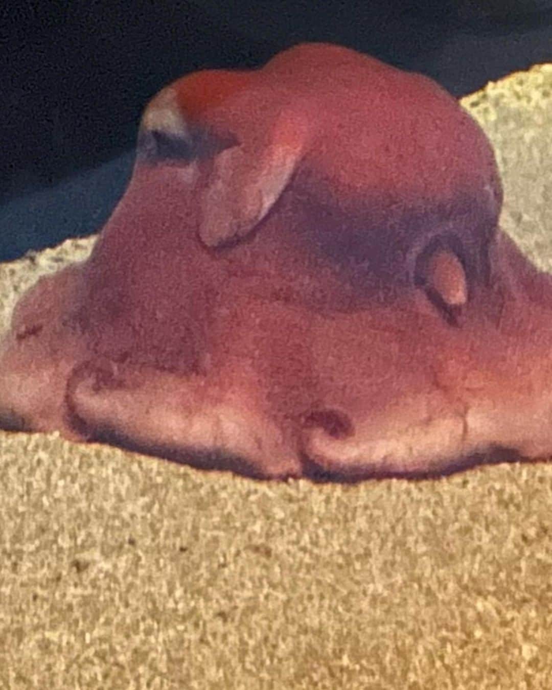 白井悠介さんのインスタグラム写真 - (白井悠介Instagram)「激レア深海魚オオメンダコを見に環境水族館アクアマリン福島にまた行ってきました( ´∀｀)  歩いていて楽しい水族館！エイが貝を食べるところを見たりオオグチボヤやシーラカンスの剥製を見たり、釣りして楽しんだよ！  ちびいむは鰯の大群に夢中でずっと鰯を観察してました\(^O^)/  夜ご飯はちびいむの大好きな焼肉！ 牛タンやカルビを爆食いしてた（笑）  #育児記録 #子連れおでかけ #水族館好き #オオメンダコ　#アクアマリンふくしま #2歳 #ぱぱすたぐらむ #子連れ福島 #水族館好きキッズ #関東子連れスポット #深海魚好き #子育てグラム」9月6日 22時27分 - y.shiraim