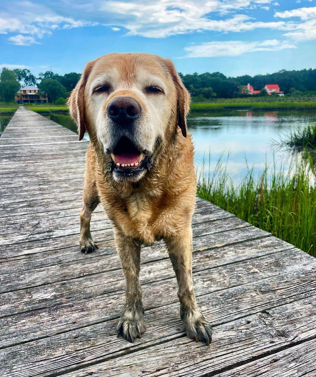 Huckのインスタグラム：「Post swimming mood 💦💛 Week 7️⃣ of chemo down and feeling 💯👏🏼  #happyhuck #talesofalab #thelablove #labsofinstagram #labsofinsta #yellowlabsquad #labs_of_insta #labphotooftheday #fab_labs_ #dogphotooftheday #labrador_class #lovemylab #labradorable #thelablove_feature #yellowlabrador #englishlabrador #dogsofinstagram #labradorretriever」