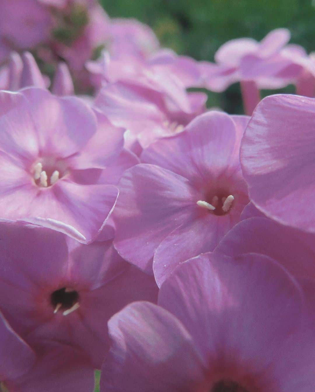 花楓のインスタグラム：「us seen from flowers💠」