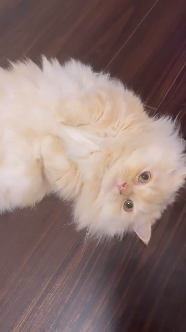 佐藤流司のインスタグラム：「#cat #猫 #みるた #こんにちは #ミヌエット #短足 #えげつない可愛い #もちお #ベッドで昼寝中  オレの生きる意味！！」