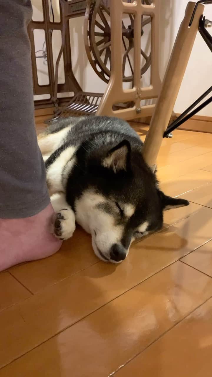 吾子のインスタグラム：「・ ・ おかしゃんの足元に滑り込むわん🐶💤 ・ ・ あこわんここにいるよ🐶✨ ・ ・ ・ ・ ・ ・ #団らんしてると入ってくるあこわん🐶 #構われすぎも構われないのもいやー🐶 #sapporo  ・ 北海道の柴犬 #柴北会 の皆ワン🐶暑い日は水いっぱい飲もう〜🐶✨ ・ #adorable #instadog#shibainu#dog#柴犬ライフ #instashiba#柴犬マニア #9gag #barked #kuroshiba#socute #cutedog#いぬのきもち #黒柴 #dogstagram_japan」