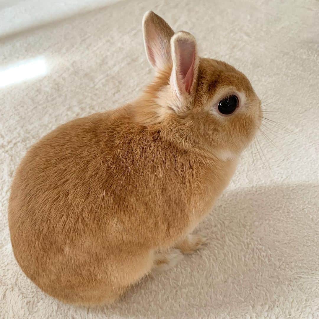 koume_chan__のインスタグラム：「え、もう9月なん？ はやない？🍇  #うさぎ #うさぎさん #ふわもこ部  #ネザーランドドワーフ #ネザーランド #netherlandsdwarf  #rabbit #rabbitstagram  #rabbitlove #rabbitlovers #うさぎのいる暮らし #ペット #instagood #instafashion #instapet  #rabbitlove」