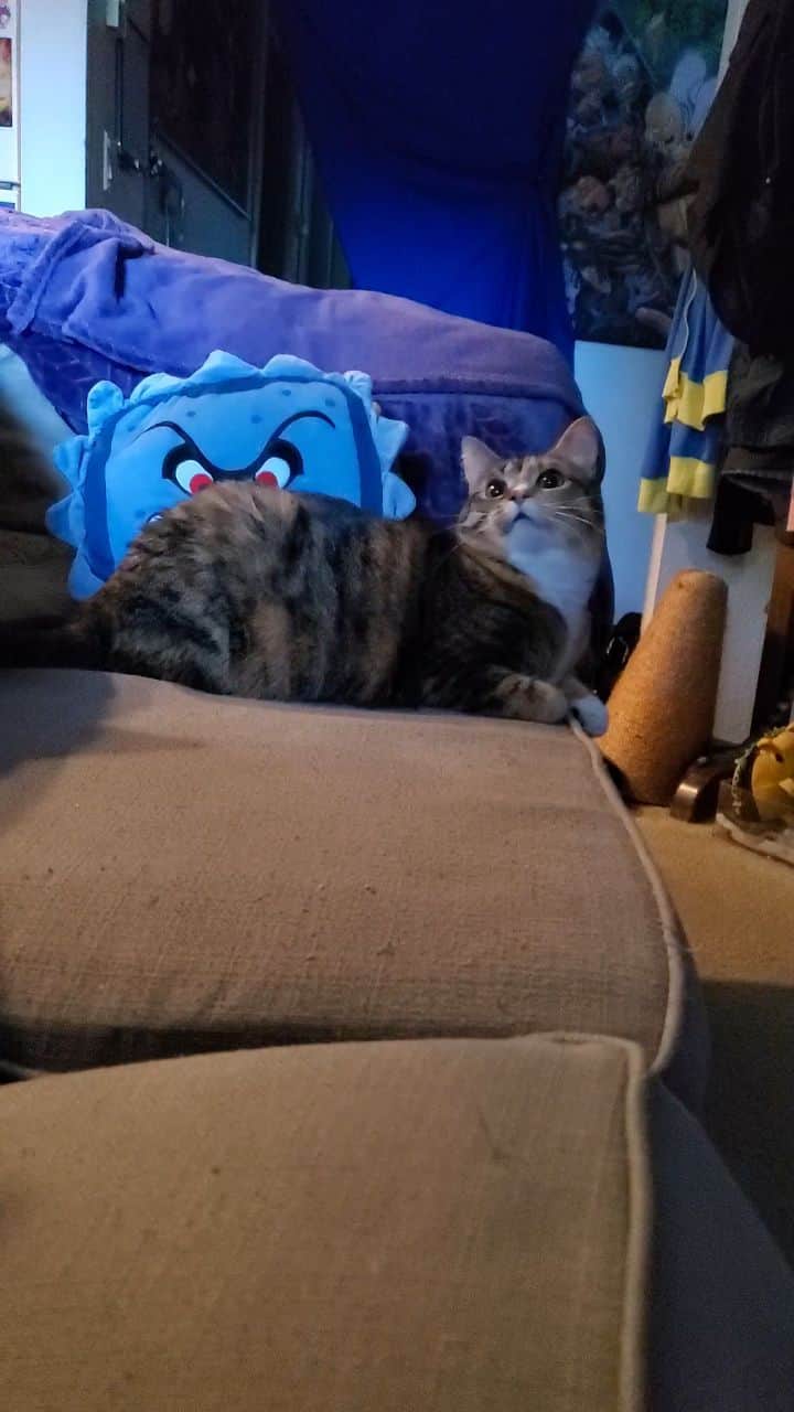 猫コスプレのインスタグラム