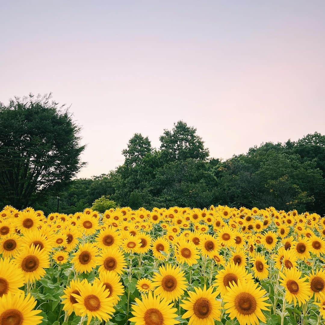 石野千尋のインスタグラム：「Summer is closing fast… 🌻  夏よ、終わらないで🥰 ちょっと前のひまわり畑と夕陽。  #summe #autumn #fall #flower #garden #sunflower #sunflowerfield#photographer#flowers#ひまわり #🌻」