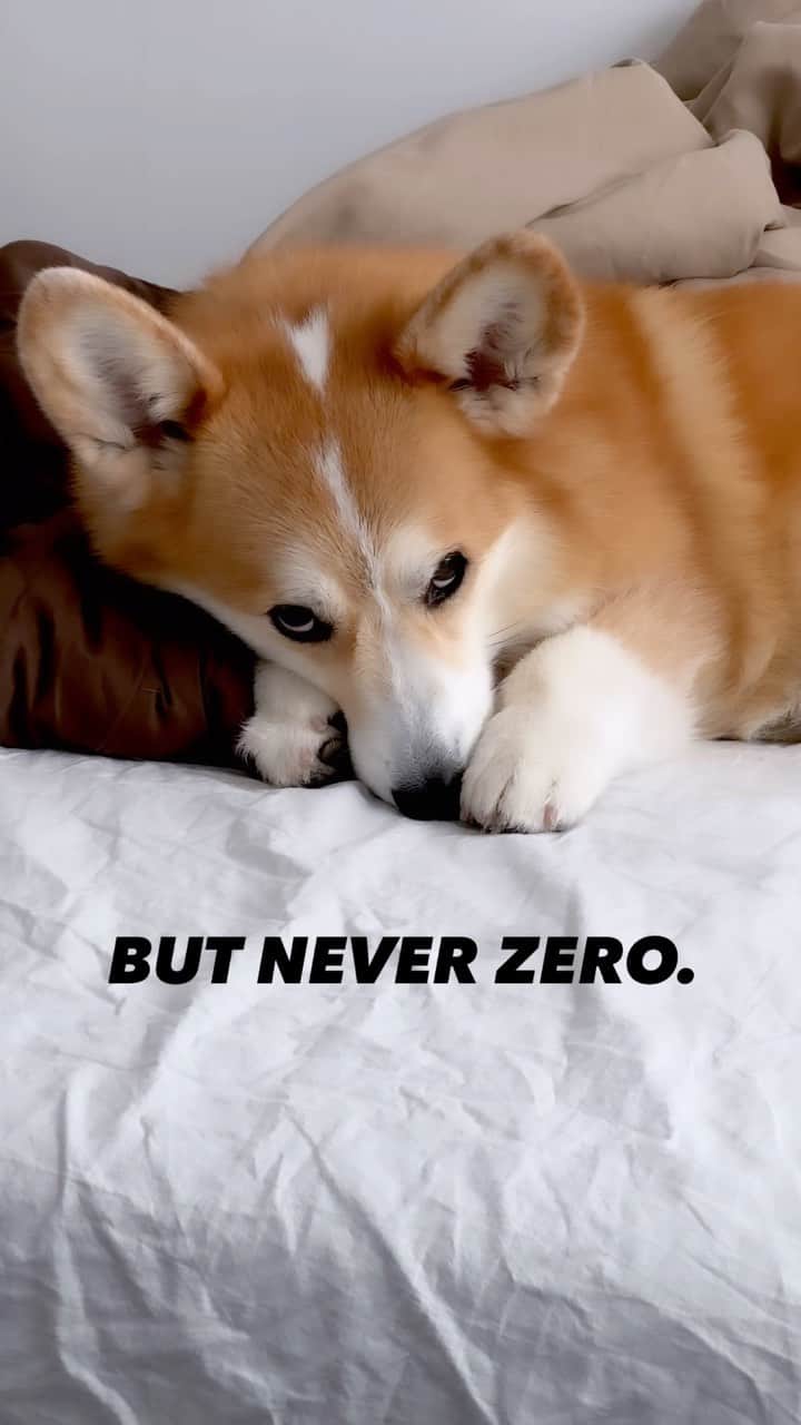 Geordi La Corgiのインスタグラム：「I turned around from my desk and actually gasped because Geordi was just giving me this death stare. 😳😱😰  Ok but seriously how does he not get dry eye because he just side eyes all day and doesn’t seem to blink 🤣」