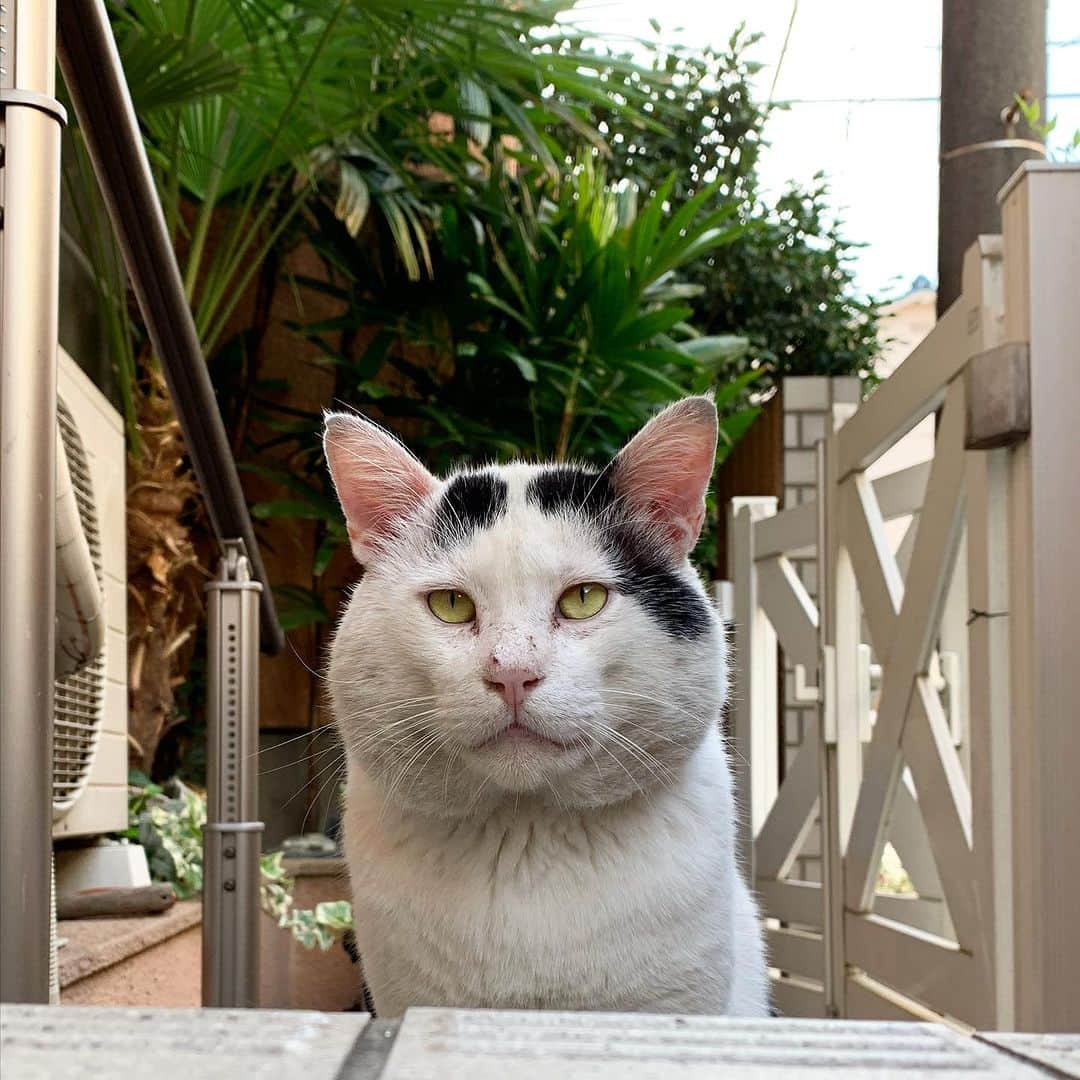 Kachimo Yoshimatsuさんのインスタグラム写真 - (Kachimo YoshimatsuInstagram)「7の付く日は、ナナクロの日｡ Photo:2019.0906-08  あれ？バーバさんナナクロのそばで立ってお掃除してる？ あれ？手術したのいつだっけ？  #うちの猫ら #猫 #nanakuro #ねこ #ニャンスタグラム #にゃんすたぐらむ #ねこのきもち #cat #ネコ #catstagram #ネコ部 http://kachimo.exblog.jp」9月7日 10時56分 - kachimo