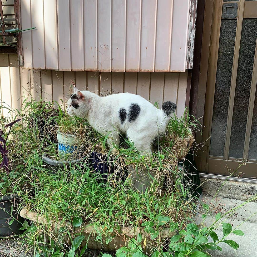 Kachimo Yoshimatsuさんのインスタグラム写真 - (Kachimo YoshimatsuInstagram)「7の付く日は、ナナクロの日｡ Photo:2019.0906-08  あれ？バーバさんナナクロのそばで立ってお掃除してる？ あれ？手術したのいつだっけ？  #うちの猫ら #猫 #nanakuro #ねこ #ニャンスタグラム #にゃんすたぐらむ #ねこのきもち #cat #ネコ #catstagram #ネコ部 http://kachimo.exblog.jp」9月7日 10時56分 - kachimo