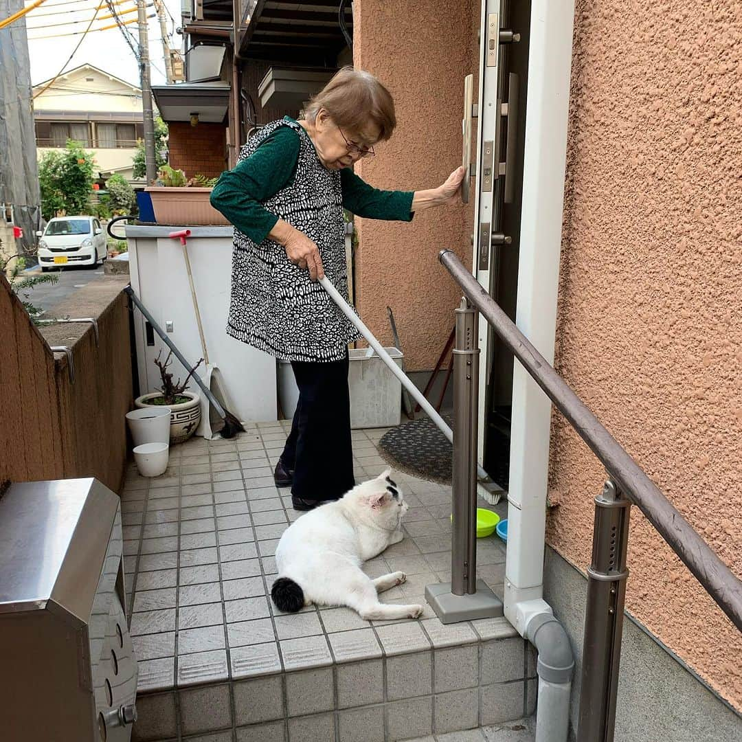 Kachimo Yoshimatsuさんのインスタグラム写真 - (Kachimo YoshimatsuInstagram)「7の付く日は、ナナクロの日｡ Photo:2019.0906-08  あれ？バーバさんナナクロのそばで立ってお掃除してる？ あれ？手術したのいつだっけ？  #うちの猫ら #猫 #nanakuro #ねこ #ニャンスタグラム #にゃんすたぐらむ #ねこのきもち #cat #ネコ #catstagram #ネコ部 http://kachimo.exblog.jp」9月7日 10時56分 - kachimo