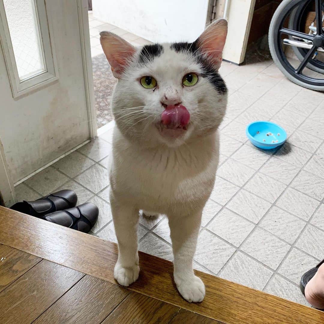 Kachimo Yoshimatsuのインスタグラム：「7の付く日は、ナナクロの日｡ Photo:2019.0906-08  あれ？バーバさんナナクロのそばで立ってお掃除してる？ あれ？手術したのいつだっけ？  #うちの猫ら #猫 #nanakuro #ねこ #ニャンスタグラム #にゃんすたぐらむ #ねこのきもち #cat #ネコ #catstagram #ネコ部 http://kachimo.exblog.jp」
