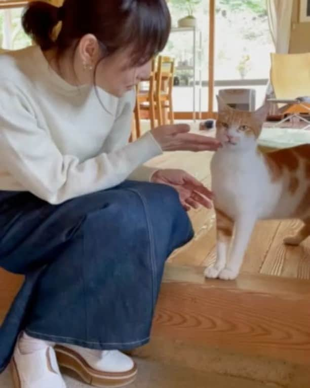 石田ゆり子のインスタグラム：「およそ一年前の大谷家。 ちびた(ソイ)との再会のシーン🐈👏🏻😊 この後ろ側に哲也さんの白磁とグリーンが いくつも並んでます。 大谷家で息づく作品とグリーンたちは ほんとうにのびのびと幸せそうなんです。 それにしても、ちびた(ソイ) きみのずっとのおうちは本当に素敵だわ。 #そいちびたとの再会」