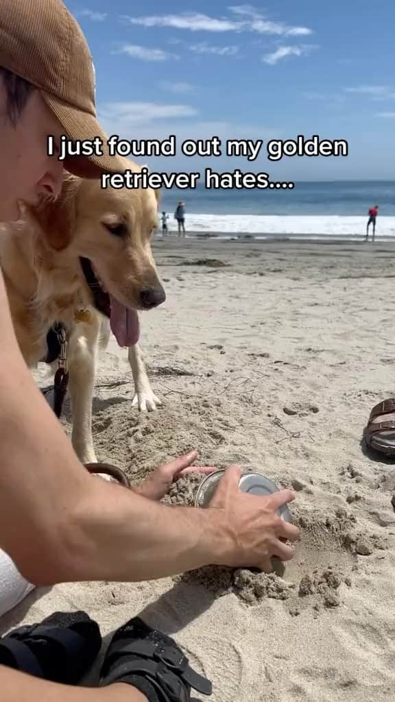 DogsOf Instagramのインスタグラム：「Sand castles stand no chance when @pawbrey_ is around 🏖️🏰 ❌  . . .  #beachdog #funnydogs #dogsofinstagram」