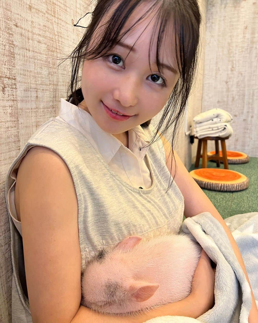 茜さやさんのインスタグラム写真 - (茜さやInstagram)「鎌倉で子豚カフェへ行った時の🐖💕  人なっこくて可愛かった〜！ 腕の中に来るとみんなすやすや寝てしまって  赤ちゃんみたい！！！！😭💕 と盛大に癒された🥺  トコトコお手洗いに歩いて行っておしっこをしたふりをしているのが可愛くて愛おしくて（おトイレできたらお菓子がもらえるから）  鎌倉へ行ったら絶対また行く！！ 里親も募集してるみたいだから飼いたい〜！！て方も行ってみてね🐖✨  双子ちゃんが腕に来た時はもうとろけました…🤤💕  #鎌倉　#鎌倉観光 #子豚カフェ #子豚 #豚カフェ #🐖 #🐷 　#鎌倉pigpark  #kamakura #pigpark #pig」9月7日 4時06分 - saya.akane