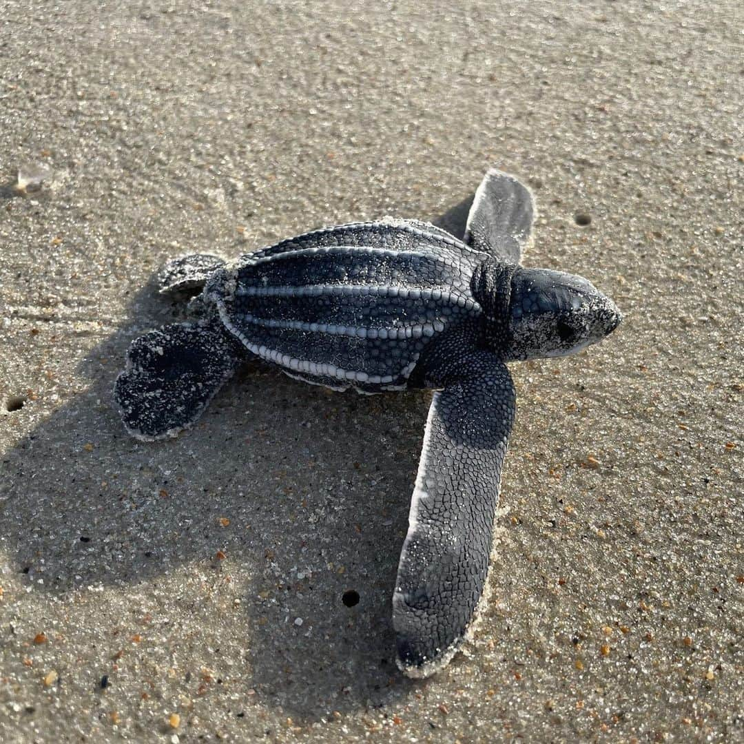 アメリカ内務省のインスタグラム：「It’s been 16 years since leatherback sea turtle hatchlings have emerged from a @capehatterasnps nest! These gentle giants of the ocean began hatching at the end of August, with 19 little ones starting their journey to the ocean.    The largest of all living turtles, they will swim towards deep oceanic waters where they forage primarily on jellyfish. They can grow over 6 feet long and weigh up to 2,000 pounds. It is amazing that such a large animal can survive just by eating jellies.    Cape Hatteras National Seashore preserves one of the world's best examples of barrier island environments. This critical habitat supports a variety of wildlife, including animals on the endangered species list. As we celebrate the 50th anniversary of the Endangered Species Act this year, we celebrate victories like these leatherback sea turtle hatchlings. The ESA is more important than ever, and we're so thankful for the species it helps save.    Photos by NPS    #ESA50 #seaturtle #wildlife #capehatteras   Alt Text:    Photo 1: A leatherback sea turtle hatchling with a black shell and speckled white spots heads from its nest towards the ocean.    Photo 2: A leatherback sea turtle hatchling moves closer to the ocean and starts to enter the surf.」