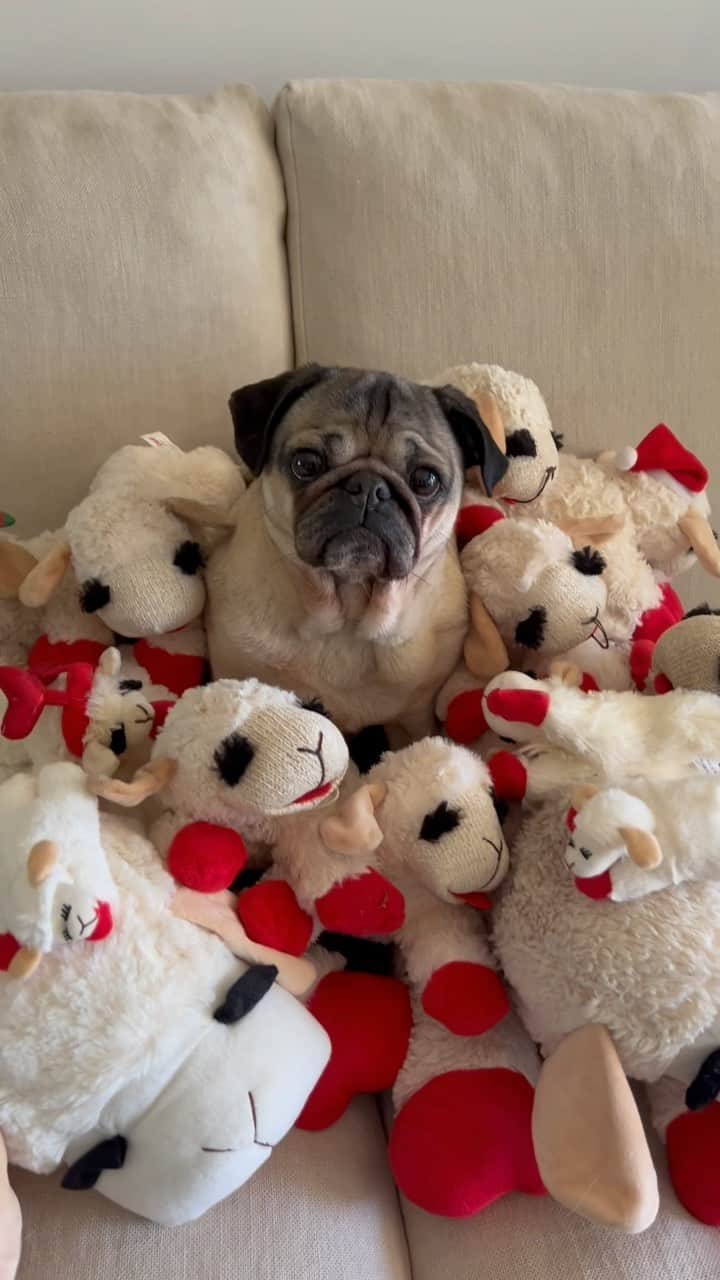 itsdougthepugのインスタグラム：「Lamby isn’t an obsession. It’s a lifestyle.」