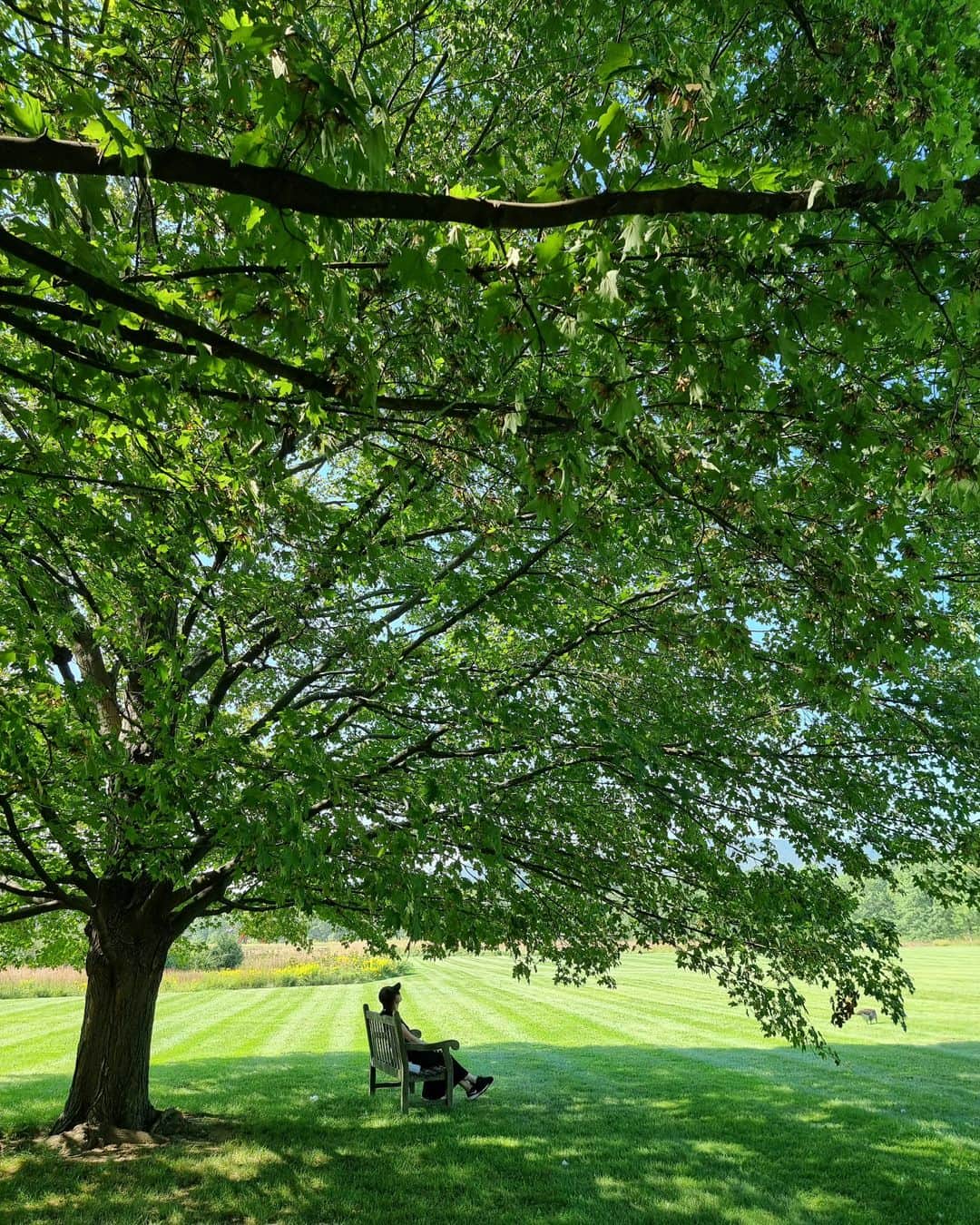 シム・ウンジンのインスタグラム：「#healling  #stormkingartcenter  #bigtree」