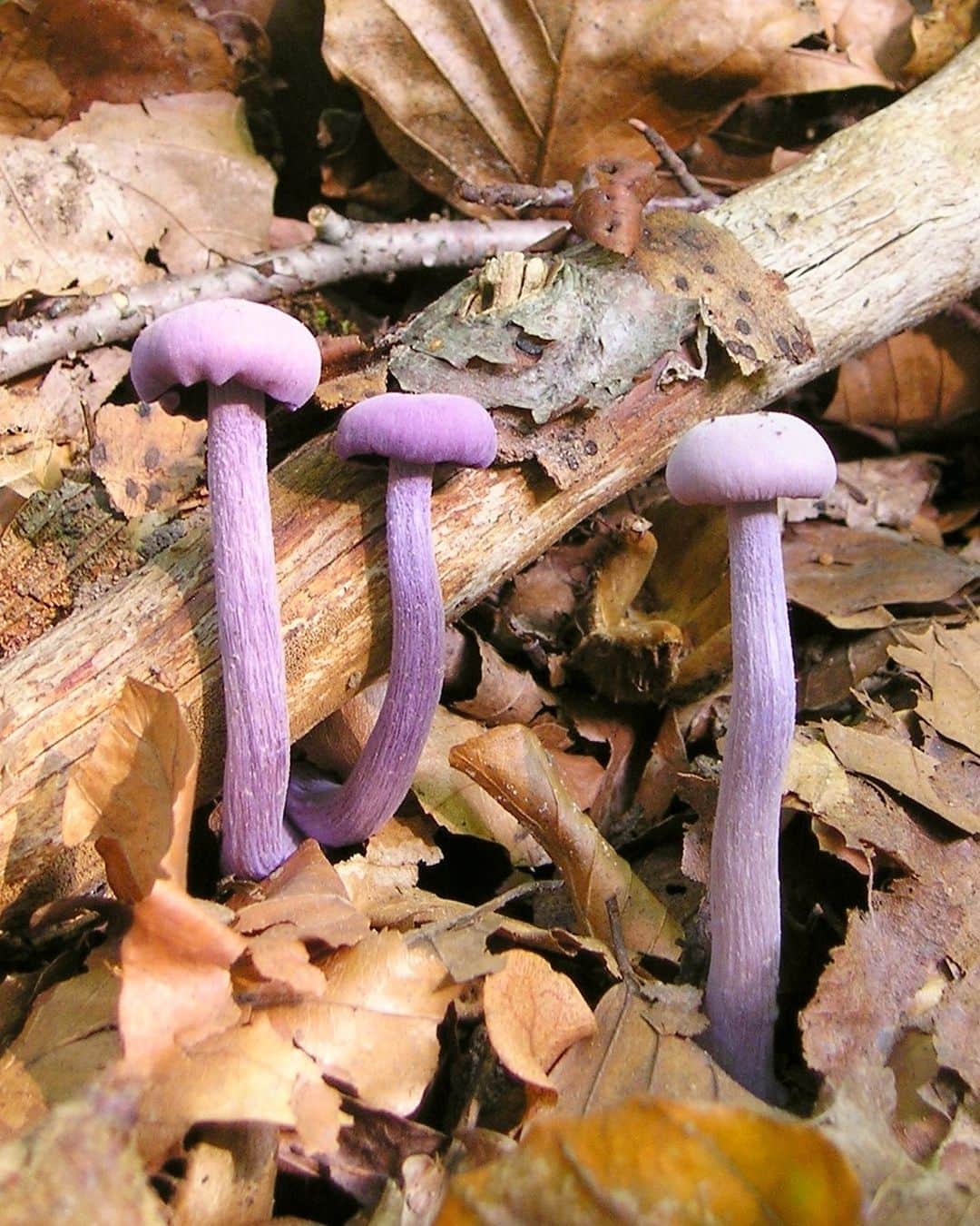 アメリカ自然史博物館のインスタグラム：「What makes the amethyst deceiver (Laccaria amethystina) deceptive? As the purple fungus ages, it loses its color and becomes harder to identify and distinguish from other mushroom species. It’s not poisonous, but it can absorb toxins from soil. One might spot this fungus in temperate forests throughout the Americas, Europe, and Asia.  Photo: Maja Dumat, CC BY 2.0, flickr #wildlife #amazingnature #didyouknow #biodiversity #naturefacts」