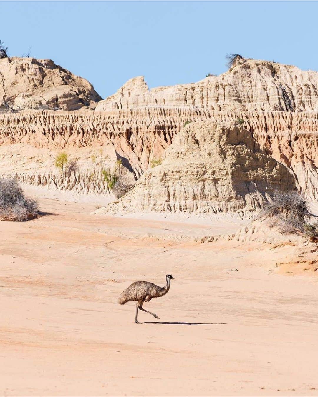 Australiaのインスタグラム：「Peak hour traffic in the outback 😆 Captured here by @tourist_thebus, you'll find this unique lunar landscape in @visitnsw's Willandra Lakes Region, home to the Paakantji, Ngyiampaa and Mutthi Mutthi peoples. Explore this World Heritage-listed @nswnationalparks at your own pace, or join a tour with @mungolodge, @echidnawalkabout_ or @outbackgeoadventures. Dive into more wonders Down Under by checking out our guide to Australia's breathtaking World Heritage Sites – link in bio!   #SeeAustralia #ComeAndSayGday #FeelNSW」