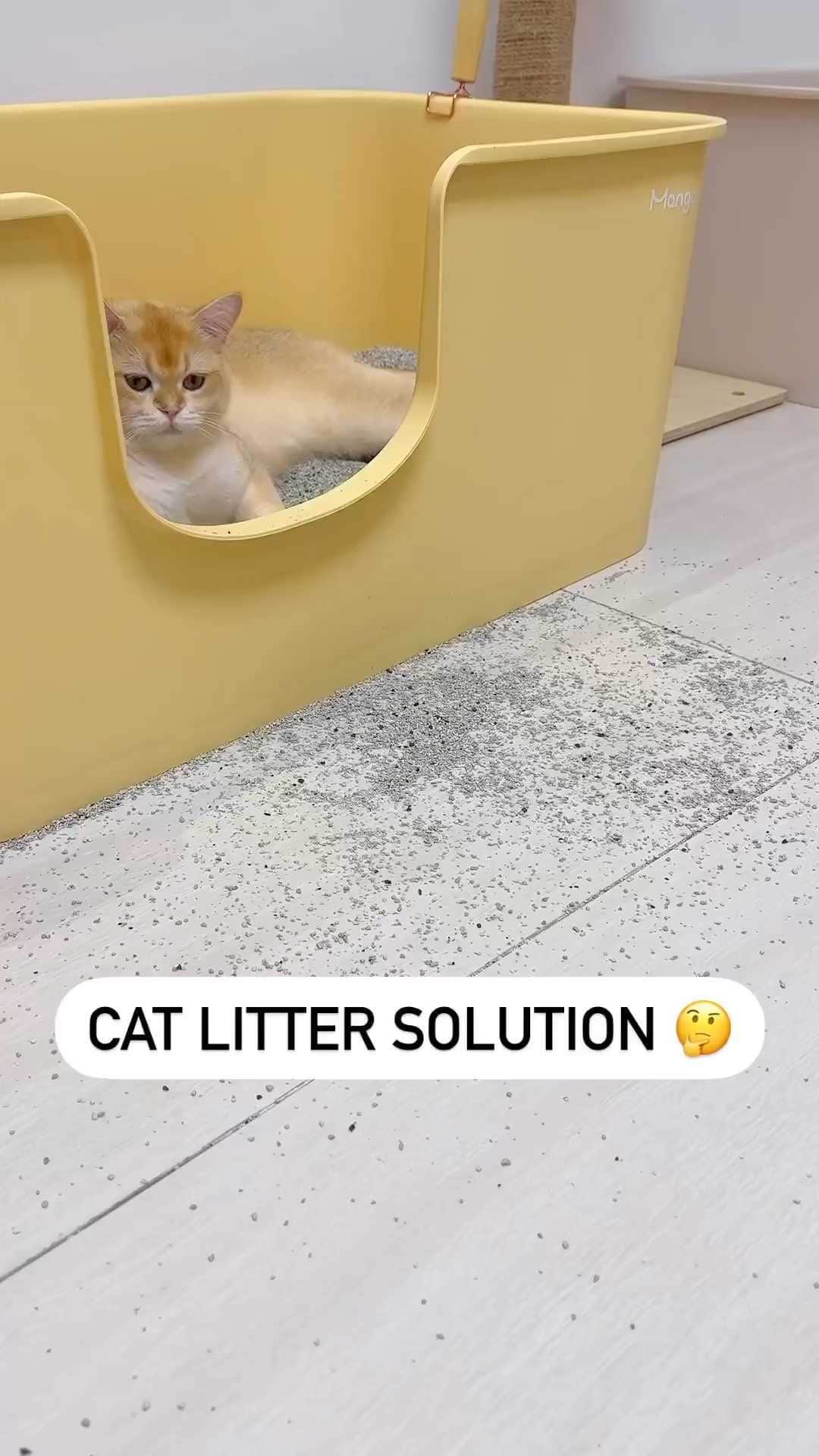 Cute Pets Dogs Catsのインスタグラム：「Problem solved 😹 #cats #catlovers」