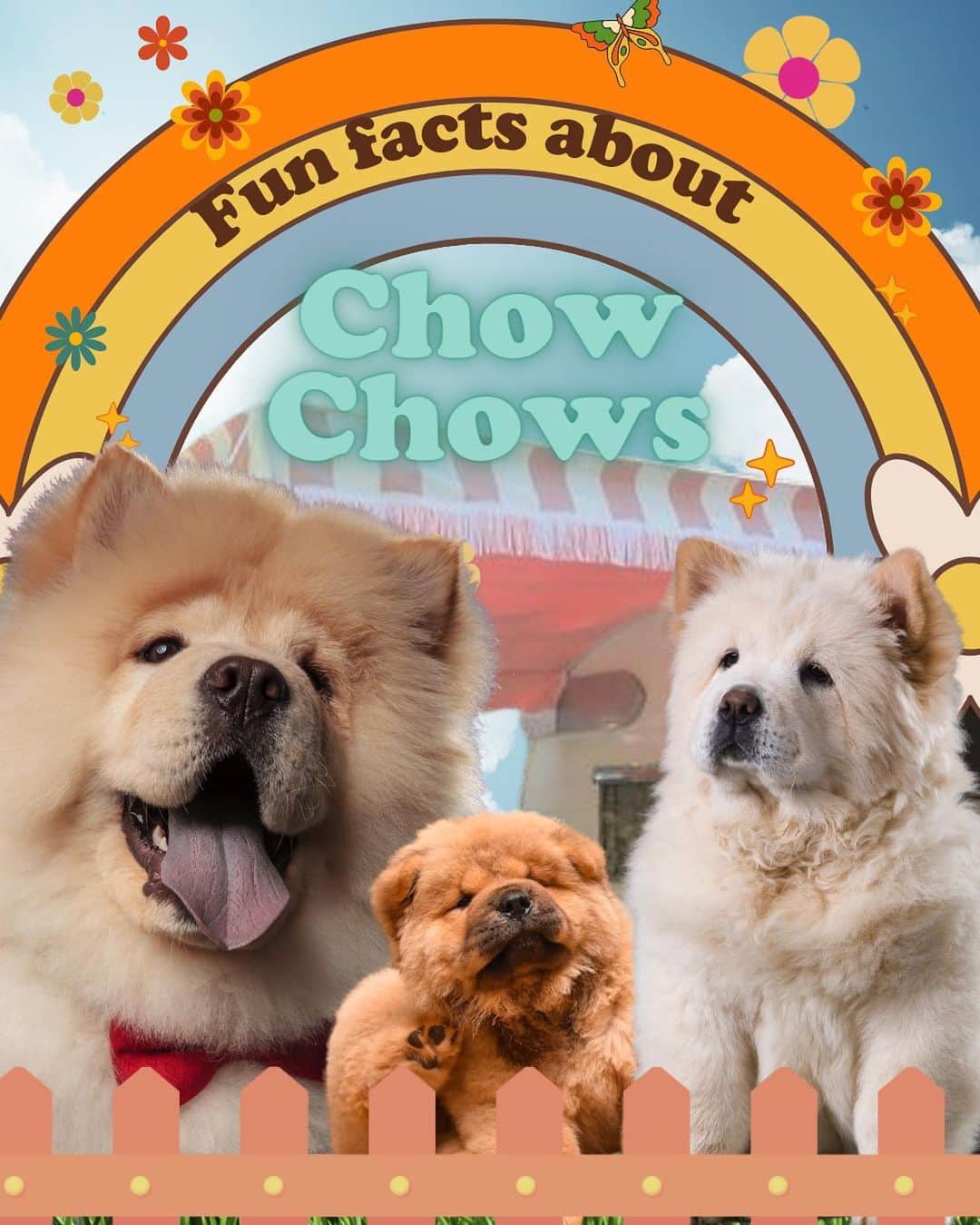 JessRonaGroomingさんのインスタグラム写真 - (JessRonaGroomingInstagram)「🎉The Dog of the Week is…🎉  The Chow Chow! Swipe to learn more about these fab fluffs and comment who you want to see for next weeks DOTW! 🐾✨  #chowchow #chowchowpuppy #chowchowlovers #chowchows #chowchowlife #dogsofinstagram #dog #dogs #puppies #puppiesofinstagram #doggroomersrock #doggroomerofinstagram #doggrooming #ceelogreen #ericstonestreet #macklemore #actionbronson #jessronagrooming」9月7日 23時00分 - jessronagrooming