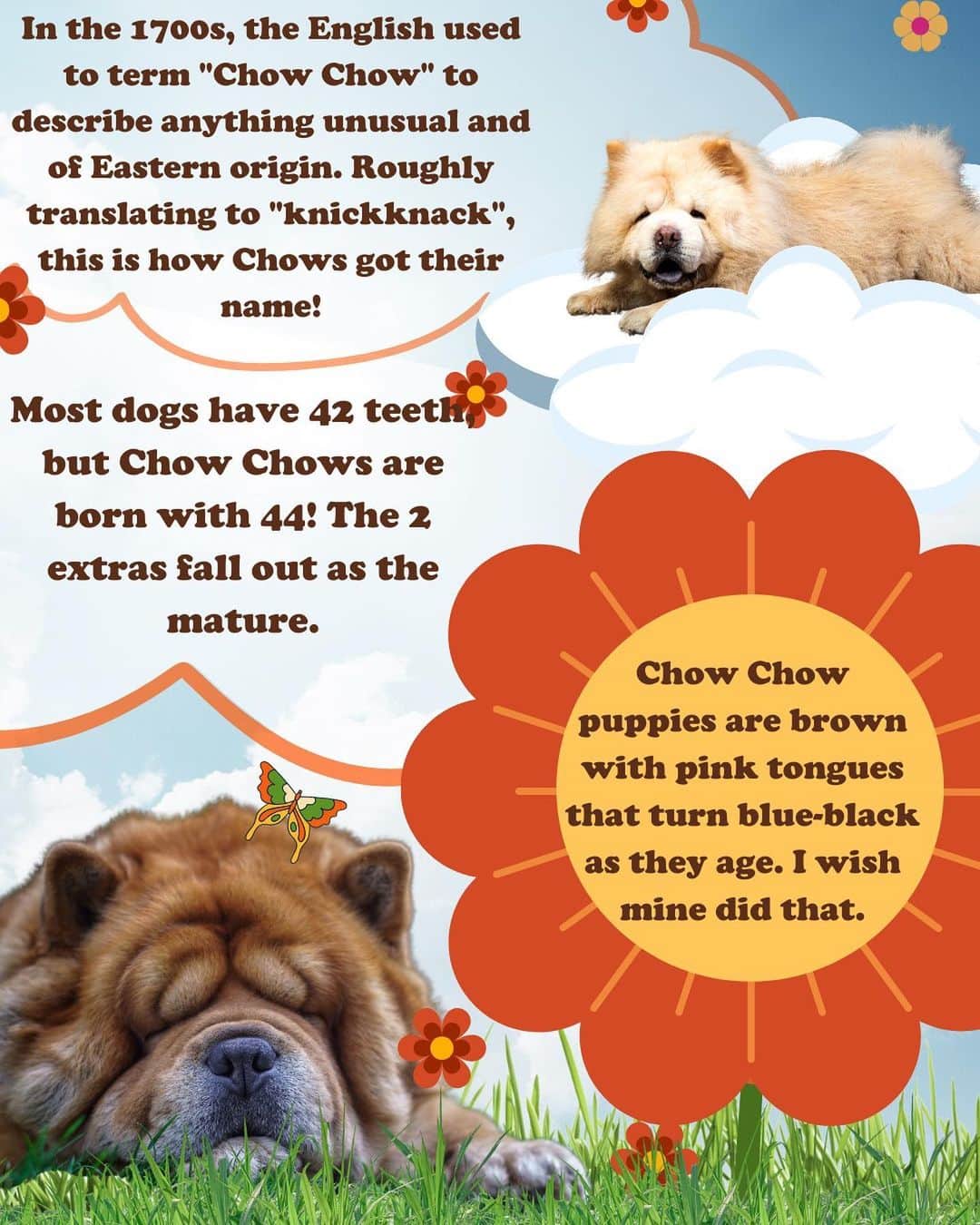 JessRonaGroomingさんのインスタグラム写真 - (JessRonaGroomingInstagram)「🎉The Dog of the Week is…🎉  The Chow Chow! Swipe to learn more about these fab fluffs and comment who you want to see for next weeks DOTW! 🐾✨  #chowchow #chowchowpuppy #chowchowlovers #chowchows #chowchowlife #dogsofinstagram #dog #dogs #puppies #puppiesofinstagram #doggroomersrock #doggroomerofinstagram #doggrooming #ceelogreen #ericstonestreet #macklemore #actionbronson #jessronagrooming」9月7日 23時00分 - jessronagrooming