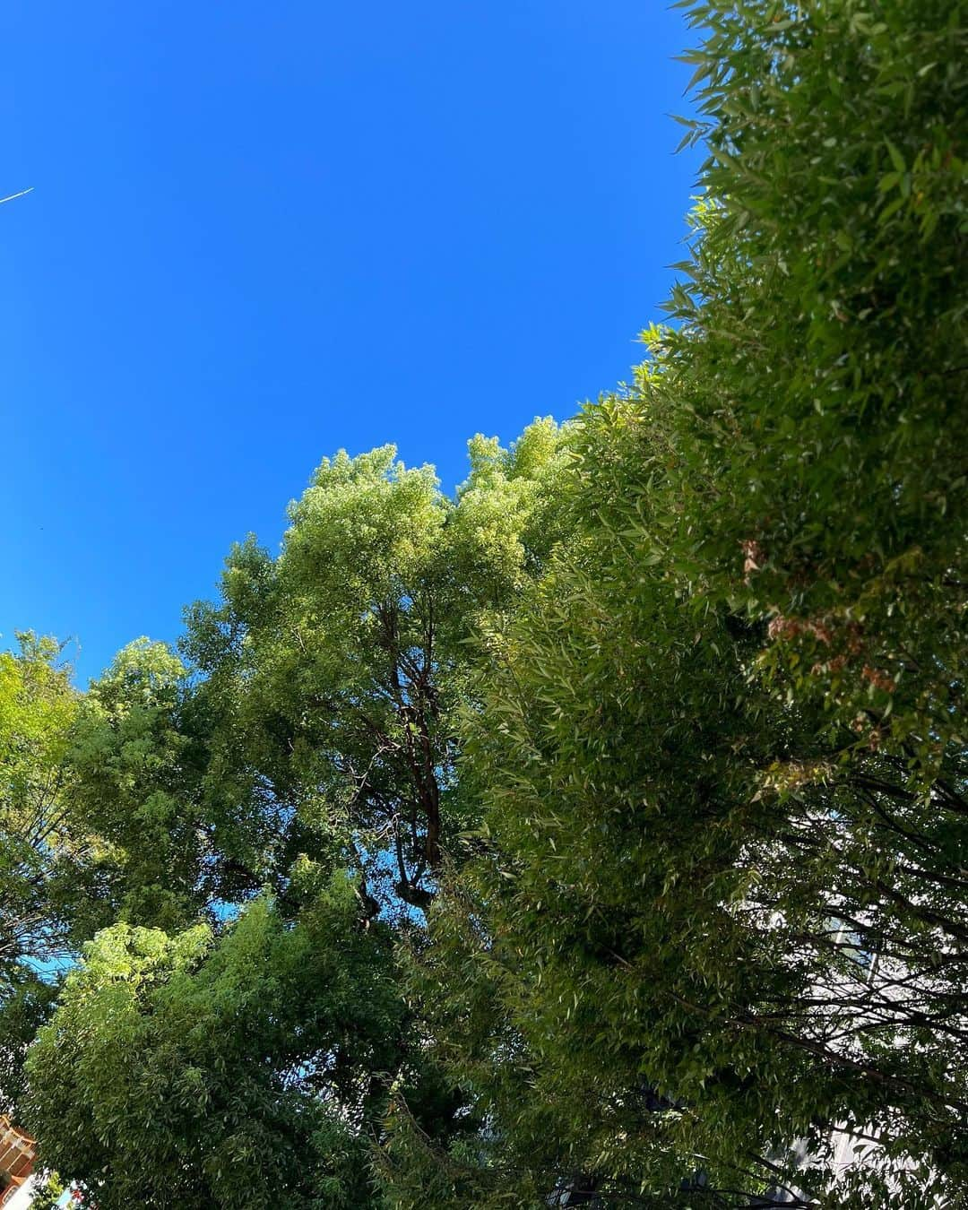 国生さゆりのインスタグラム：「おはようございます♪良い天気☀️😆☀️この所連日忙しい👍✨✨みんなの応援のお陰様だと思ってます😆🤚✨✨ 行ってきます🍀  #ありがとうございます  #ありがとうを伝えたい  #お陰様なのです  #ありがとうのある暮らし  #ありがとうじゃ足りない」