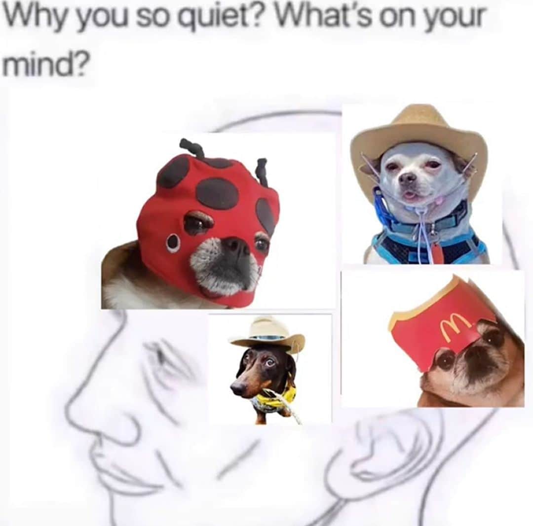BarkBoxのインスタグラム：「tag urself im the ladybug mask  📸: @the.gherk @teddy_the_cocktail_sausage @leah robbins」