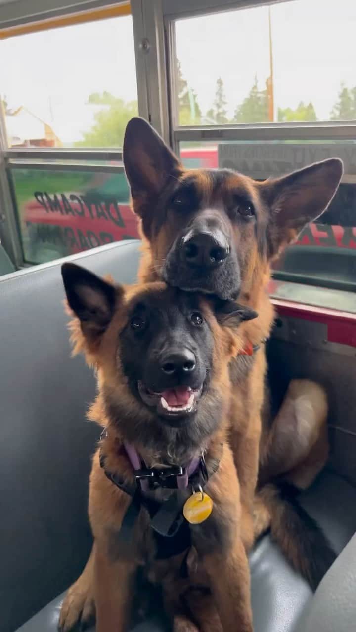 DogsOf Instagramのインスタグラム：「Uhm hiiii, who else wants to be picked up for this doggy field trip with @escapetothecountrykennels?! 👋 🚌 #livingthedream   Destination 📍: @littlecreekprivatedogpark  . . . #dogboarding #escapetothecountry #escapetothecountrydogandcatkennels #pupbus #spoileddogs #dogobsessed #dogbus #doggyfieldtrip #dogfieldtrip」