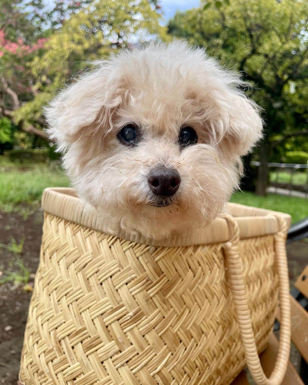 Maruのインスタグラム：「🧺 大顔犬。 かおでかっ！   #ハイシニア犬  #ハイシニア犬は毎日が記念日   #羽根木公園」