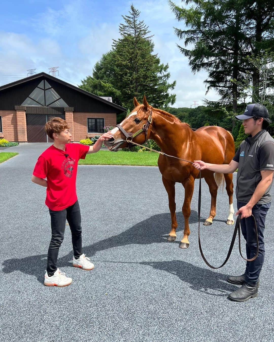 池添謙一のインスタグラム：「夏シリーズ オルフェーヴル🐴 今年も元気でなによりでした(^^)  なんて綺麗で美しいんだろう🤩 そしてかっこいい😎  ずっと元気でいてほしい。  今年も狙われましたよ… 詳しくは謙聞録で笑笑  #オルフェーヴル」