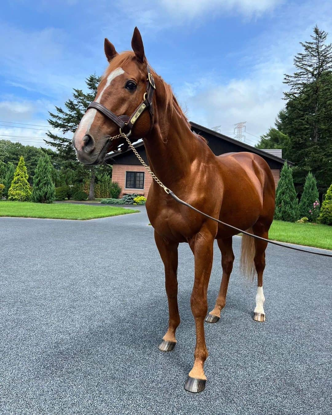 池添謙一さんのインスタグラム写真 - (池添謙一Instagram)「夏シリーズ オルフェーヴル🐴 今年も元気でなによりでした(^^)  なんて綺麗で美しいんだろう🤩 そしてかっこいい😎  ずっと元気でいてほしい。  今年も狙われましたよ… 詳しくは謙聞録で笑笑  #オルフェーヴル」9月7日 8時16分 - kenchan.0723