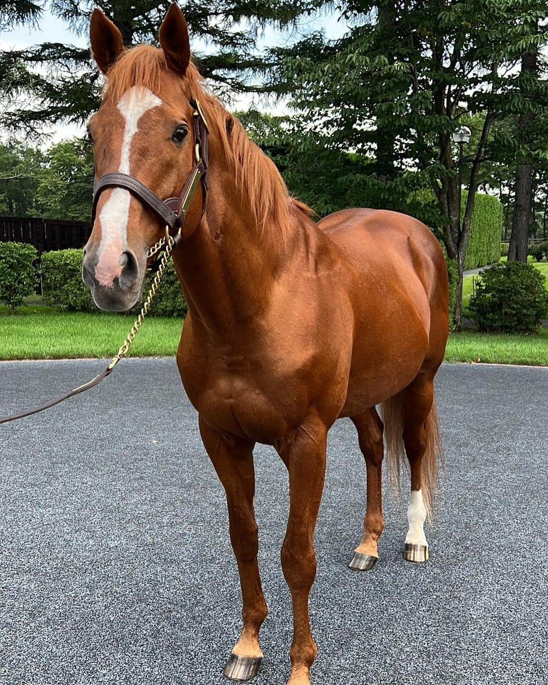 池添謙一さんのインスタグラム写真 - (池添謙一Instagram)「夏シリーズ オルフェーヴル🐴 今年も元気でなによりでした(^^)  なんて綺麗で美しいんだろう🤩 そしてかっこいい😎  ずっと元気でいてほしい。  今年も狙われましたよ… 詳しくは謙聞録で笑笑  #オルフェーヴル」9月7日 8時16分 - kenchan.0723