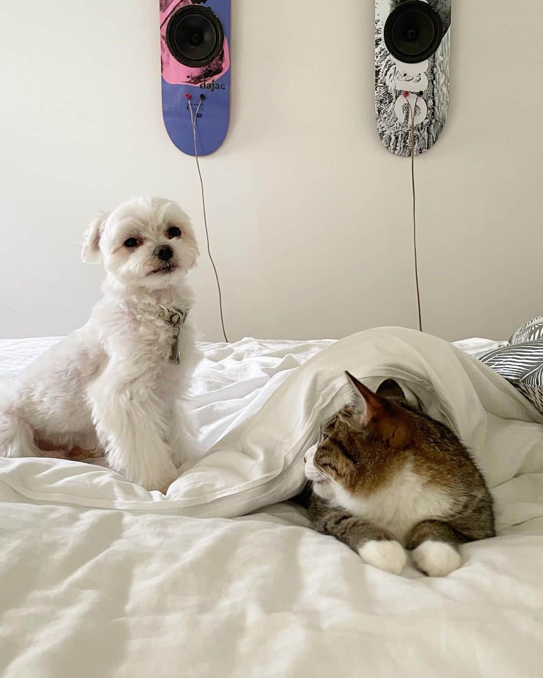 大日方久美子さんのインスタグラム写真 - (大日方久美子Instagram)「・ おはようございます✨  一緒に生活を共にすると猫も犬もお互いを家族と認識するのがわかります。  朝だけ強烈に甘えてくる猫のハクちゃんを愛おしそうに見つめている(もしくはどけよ。かもしれない😂)むーちゃんを見ていて朝から幸せをもらいました❤️  さてさて！ 今週末はスタイリングイベントが2つあります✌🏻  9日(土)は新宿ルミネのリニューアルした @elendeek で！ 前日にはLIVEもするので人気アイテムをチェック☑️してくださいね！  @rescue_dog_cat さん来れるかなぁー？  13時から15時でご予約不要てます。  10日(日)は梅田阪急6F @jdot_official_ でスタイリングイベントです！  夜は @sealbank とLIVEもするのでお楽しみ✨  大人の為の上質さに拘っているブランドでパンツやスカートの立体的なデザインが着るとスタイルアップを叶えてくれる新しいブランドです。  ぜひお気軽にまずは試着だけでも来てもらえたら嬉しいです！  なんせ13時〜18時と長丁場で行ってお店にいるので遊びに来てもらえたら嬉しい！  新宿・大阪でお待ちしています！」9月7日 9時32分 - kumi511976