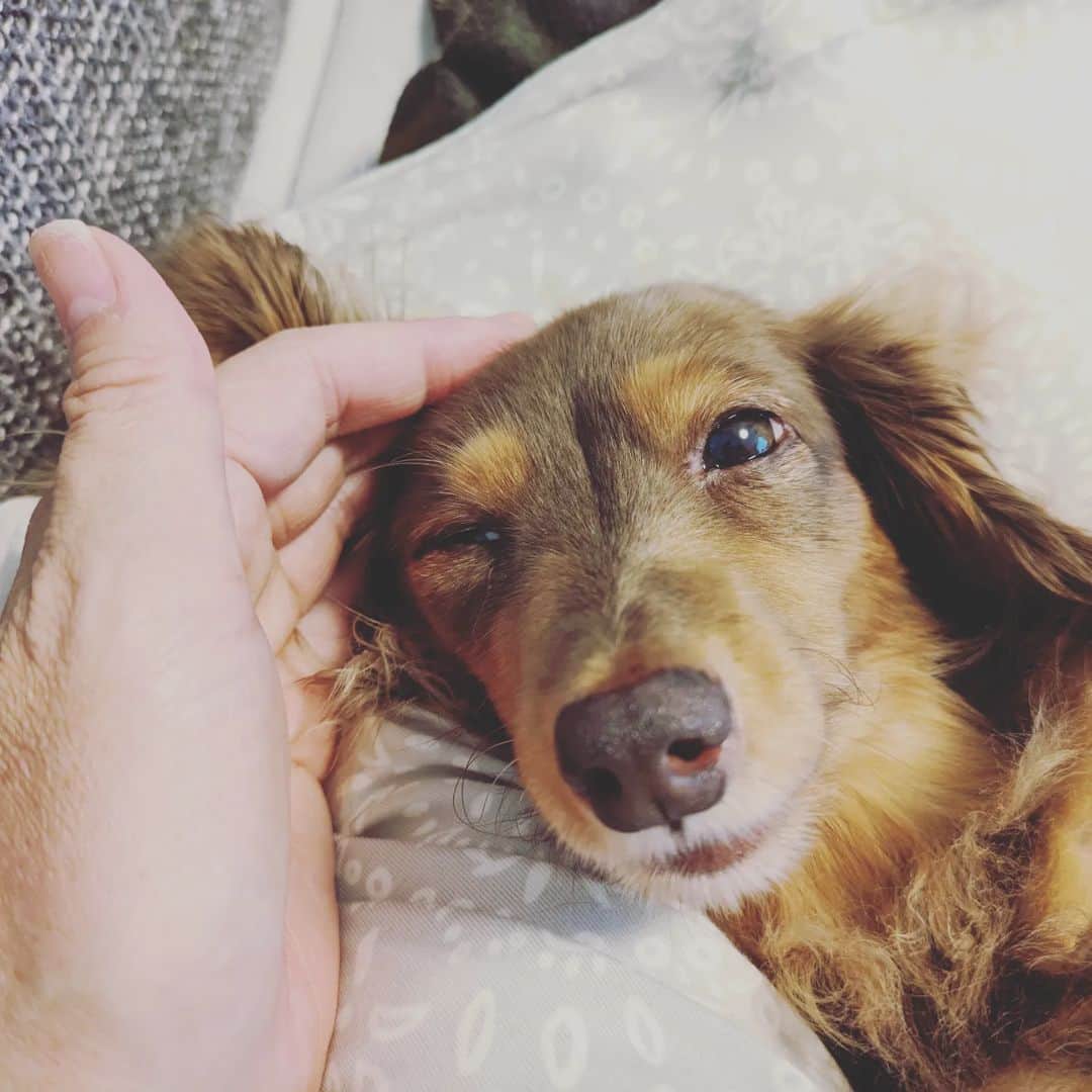 くるみんのインスタグラム：「* ひまりちゃんが幼稚園に行っている間、あずきちゃんはママとのんびり過ごしました。  ひまりが来てからは毎日ドタバタで、あずきは疲れているだろう。もっと私に甘えたいだろう。 あずきとこういう時間を作りたい、そんな思いもあってひまりを幼稚園に通わせました。 まぁ、ヒート来ちゃったので1ヶ月ほど休むことになったんだけど…  ヒート中のひまりちゃんは寝る時間が増えたようなので、いつもよりは静かです😄 ヒート終わったら避妊手術をして、もう少し落ち着いてくれるといいな  #カニンヘンダックスチョコタン #カニンヘンダックス多頭飼い #カニンヘンダックスの日常 #カニンヘンダックス #カニンヘン #カニンヘンの会 #カニンヘンダックスフンド #カニンヘンダックスフント #チョコタンダックスフント #チョコタンダックスフンド #チョコタンダックス #チョコタン #ダックス多頭飼い #ダックスフントカニンヘン #ダックスフント #ダックスフンドチョコタン #ダックスフンドカニンヘン #ダックス部 #ダックス #ダックスフンド #ダックスの日常 #ダックス短足部 #いぬバカ部 #いぬすたぐらむ #短足部 #dachshund #dachs #dogstagram #dog #instagramdogs」