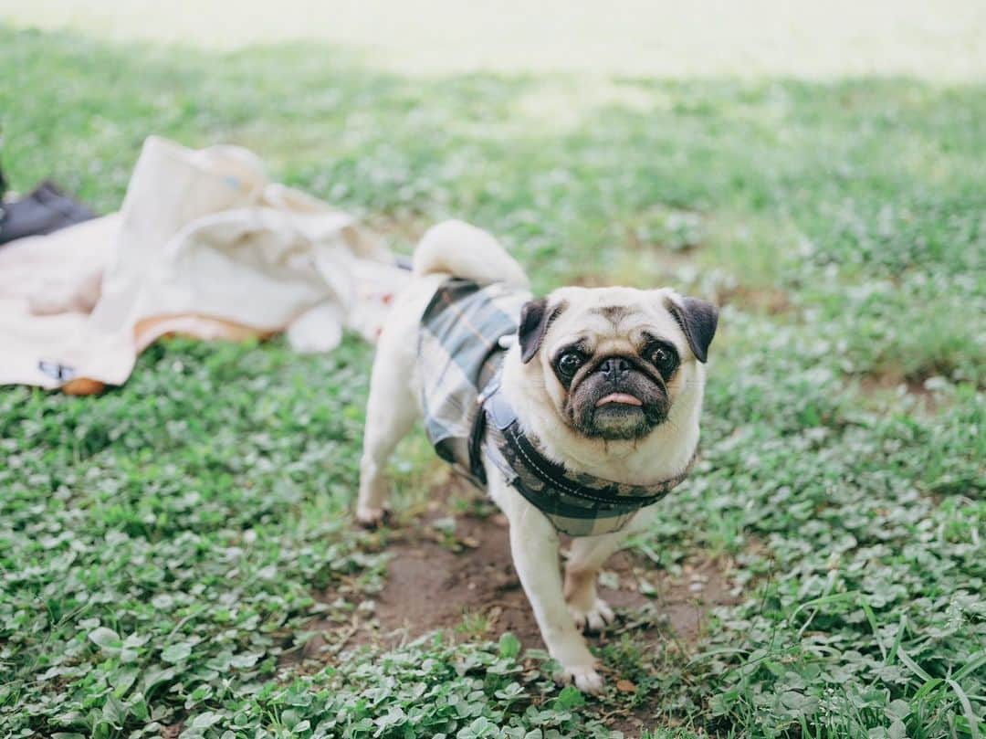のインスタグラム：「no pug, no life（╹ ╹）♡ #pug」