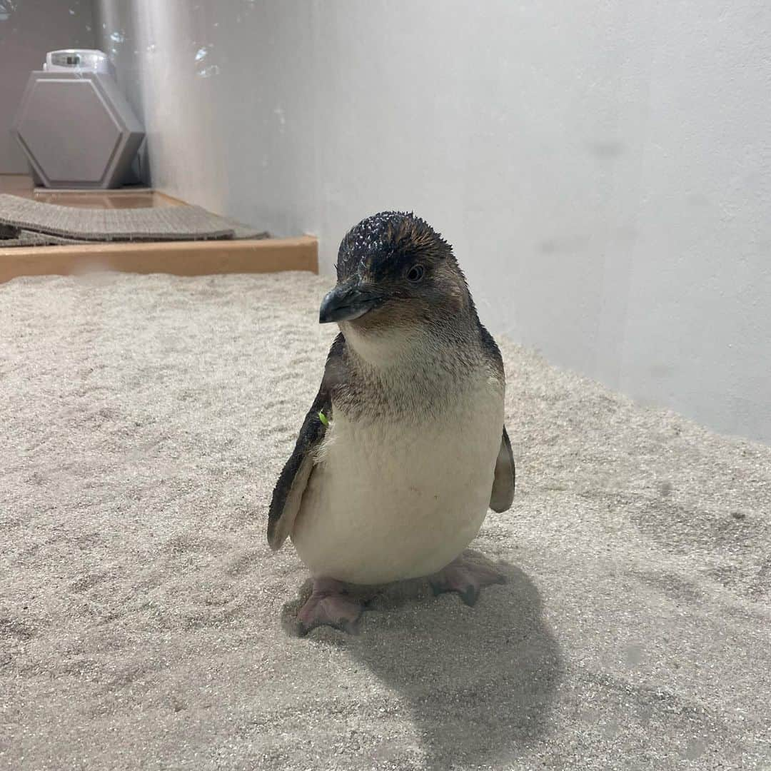 水嶋ひかるさんのインスタグラム写真 - (水嶋ひかるInstagram)「🐧🖤癒されたあ . #aoaosapporo #水族館 #北海道観光 #札幌 #札幌観光 #今日は何の日 #クリーナーの日」9月7日 19時52分 - hikapudayo