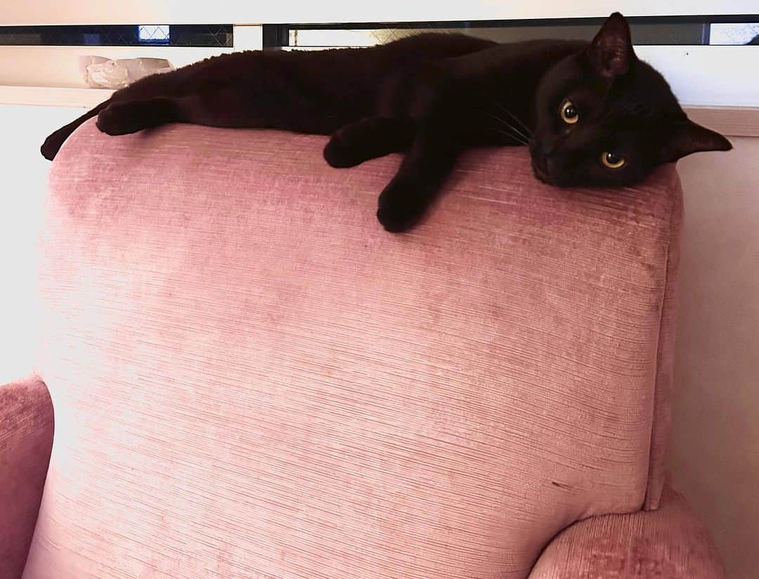 澤田友美のインスタグラム：「シャンプーされて、ふわふわになってきもちよさそうgigi😸」