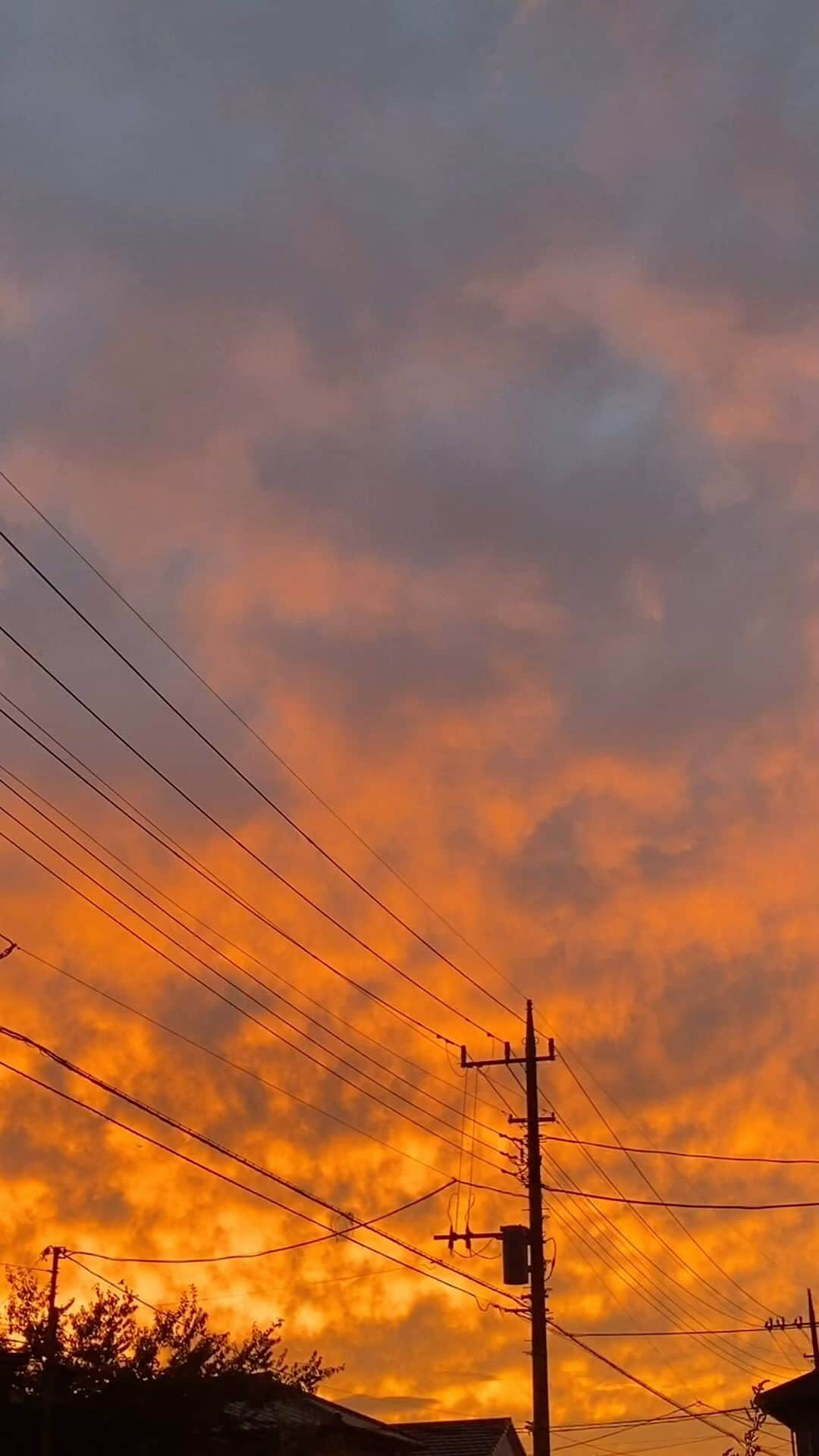 高橋文樹のインスタグラム：「今日は夕焼けがビューティフルだった。蝙蝠も飛んでた。」