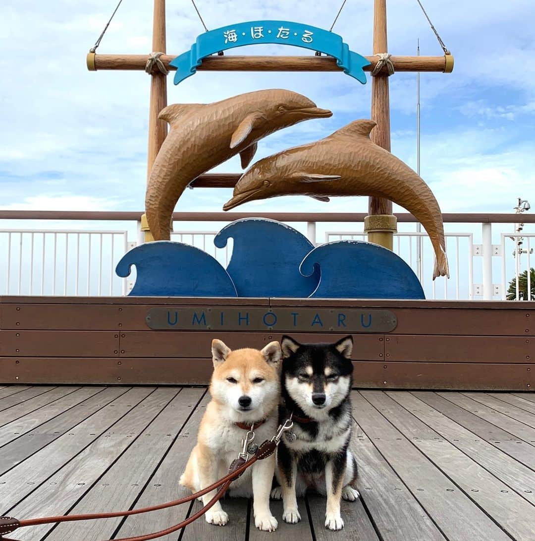 豆柴なつ&ふゆのインスタグラム：「Memories😊⭐️ 海ほたる😊⭐️  #海ほたる #千葉 #アクアライン #イルカ    #trip  #犬連れ旅行　#旅行 #ワンコと旅行  #shibaaddict #柴 #しばいぬ #シバフル #わんダフォ #shibamania  #柴犬ライフ #shiba_snap  #instashiba#cutedogs  #柴犬#shiba #shibainu #shibastagram #いぬすたぐらむ #pecoいぬ部 #shibainumag_feature #dogoftheday  #🐕📷 #theshibasociety  #proudshibas」