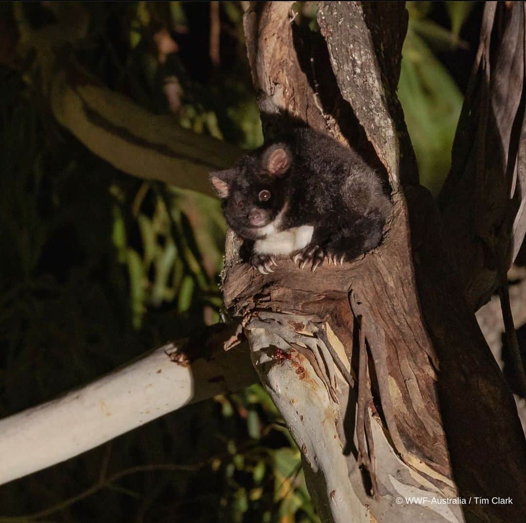 Victoria Leeさんのインスタグラム写真 - (Victoria LeeInstagram)「💚Today is National Threatened Species day, shinning a light on native species like the endangered Greater Glider, who are under threat due to weak nature laws.  This incredible species has sadly declined by up to 80% in some areas due to logging, deforestation, severe bushfires and climate change.  Critical greater glider habitat has recently been logged in Tallaganda State Forest - one of the last places of refuge for these gliders. ‼️We have a limited time to ensure the permanent protection of Tallaganda State Forest and stronger environment laws to prevent further destruction of threatens species and their homes. 🧡 Sign the petition via the link in bio.  @wwf_australia  #ThreatenedSpeciesDay」9月7日 20時20分 - victorialee