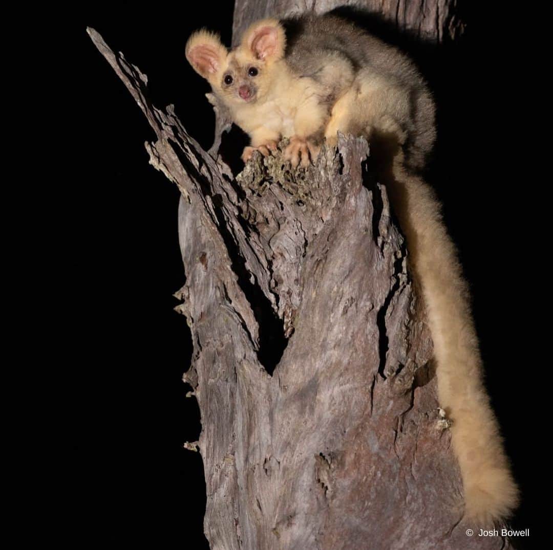 Victoria Leeさんのインスタグラム写真 - (Victoria LeeInstagram)「💚Today is National Threatened Species day, shinning a light on native species like the endangered Greater Glider, who are under threat due to weak nature laws.  This incredible species has sadly declined by up to 80% in some areas due to logging, deforestation, severe bushfires and climate change.  Critical greater glider habitat has recently been logged in Tallaganda State Forest - one of the last places of refuge for these gliders. ‼️We have a limited time to ensure the permanent protection of Tallaganda State Forest and stronger environment laws to prevent further destruction of threatens species and their homes. 🧡 Sign the petition via the link in bio.  @wwf_australia  #ThreatenedSpeciesDay」9月7日 20時20分 - victorialee