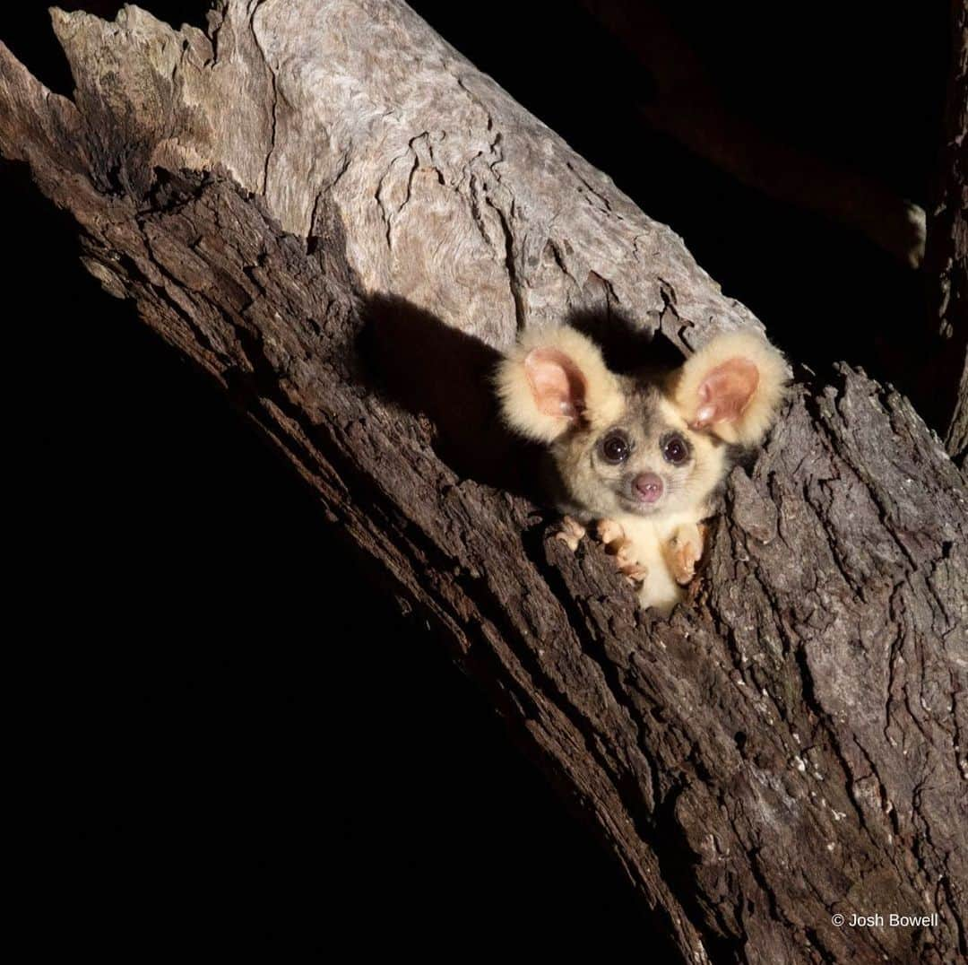 Victoria Leeのインスタグラム：「💚Today is National Threatened Species day, shinning a light on native species like the endangered Greater Glider, who are under threat due to weak nature laws.  This incredible species has sadly declined by up to 80% in some areas due to logging, deforestation, severe bushfires and climate change.  Critical greater glider habitat has recently been logged in Tallaganda State Forest - one of the last places of refuge for these gliders. ‼️We have a limited time to ensure the permanent protection of Tallaganda State Forest and stronger environment laws to prevent further destruction of threatens species and their homes. 🧡 Sign the petition via the link in bio.  @wwf_australia  #ThreatenedSpeciesDay」