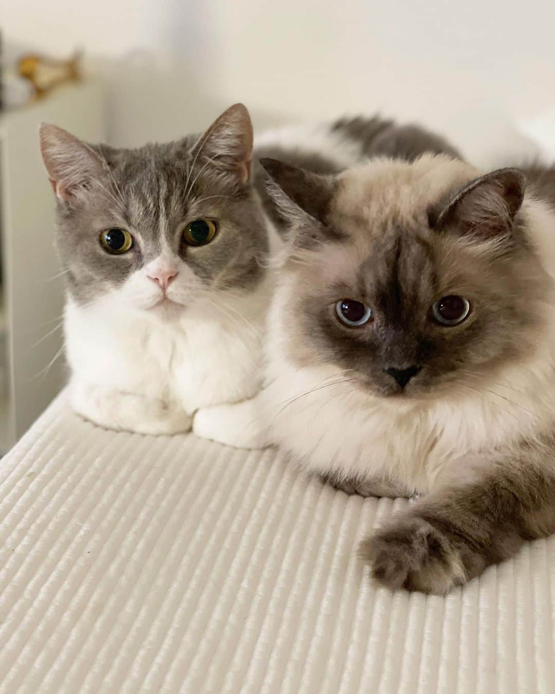のインスタグラム：「좋아하는 것들과 함께인 평온한 저녁🌜 #cat #토토상회 #착붙 #점장님의애착인형 #이빨자국송송」