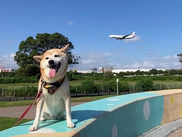 がんちゃんさんのインスタグラム写真 - (がんちゃんInstagram)「所用のため福岡に久しぶりに行ってきました。 福岡空港近くの公園で飛行機を眺めました。」9月7日 20時55分 - kota2ann