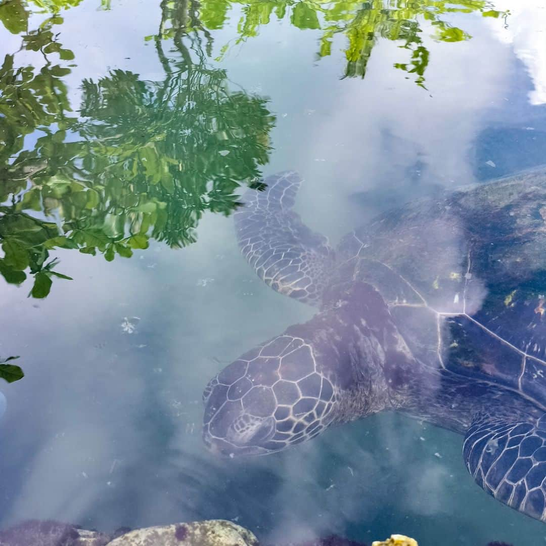 【公式】ルネッサンスリゾートオキナワのインスタグラム：「沖縄の自然の海岸 イノー（礁池）を再現したリーフガーデンでは、アオウミガメやケヅメリクガメ、オヤビッチャやアオヒトデなど約 80 種類の生き物が暮らしています。今日はオスカー（ベニコンゴウインコ）もリーフガーデンに遊びに来ていましたよ。  #ルネッサンスリゾートオキナワ #恩納村 #沖縄 #沖縄リゾート #アオウミガメ #インコ  #ケヅメリクガメ #renaissanceokinawaresort #okinawa #resort #renhotels」