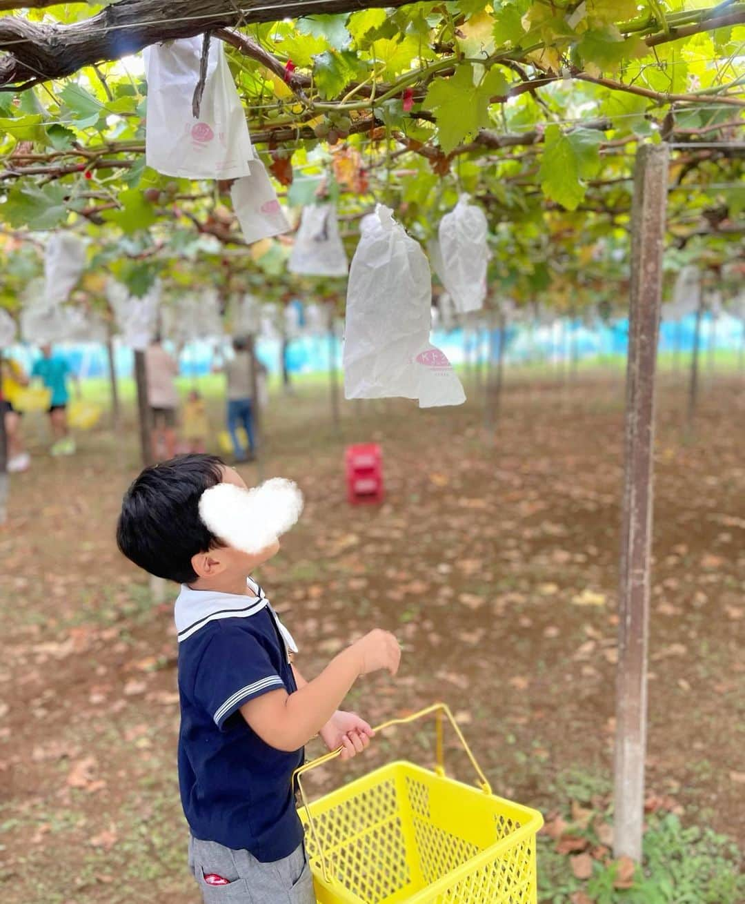 越馬千春さんのインスタグラム写真 - (越馬千春Instagram)「. 初めてのぶどう狩りへ🍇🤍  いちご狩り、ブルーベリー狩りが大好きなので、ぶどう狩りも楽しんでくれました✨🍇 連れてきた甲斐がありました👦🏻👦🏻🩵 スムージーも飲めて大満足🍇  #ぶどう狩り#ぶどう#巨峰#シャインマスカット#男の子ママ#👩🏻#ママライフ#ママ#育児日記#年子育児#年子兄弟#年子兄弟#4歳男の子#2歳男の子」9月7日 21時01分 - chiharukoshiba