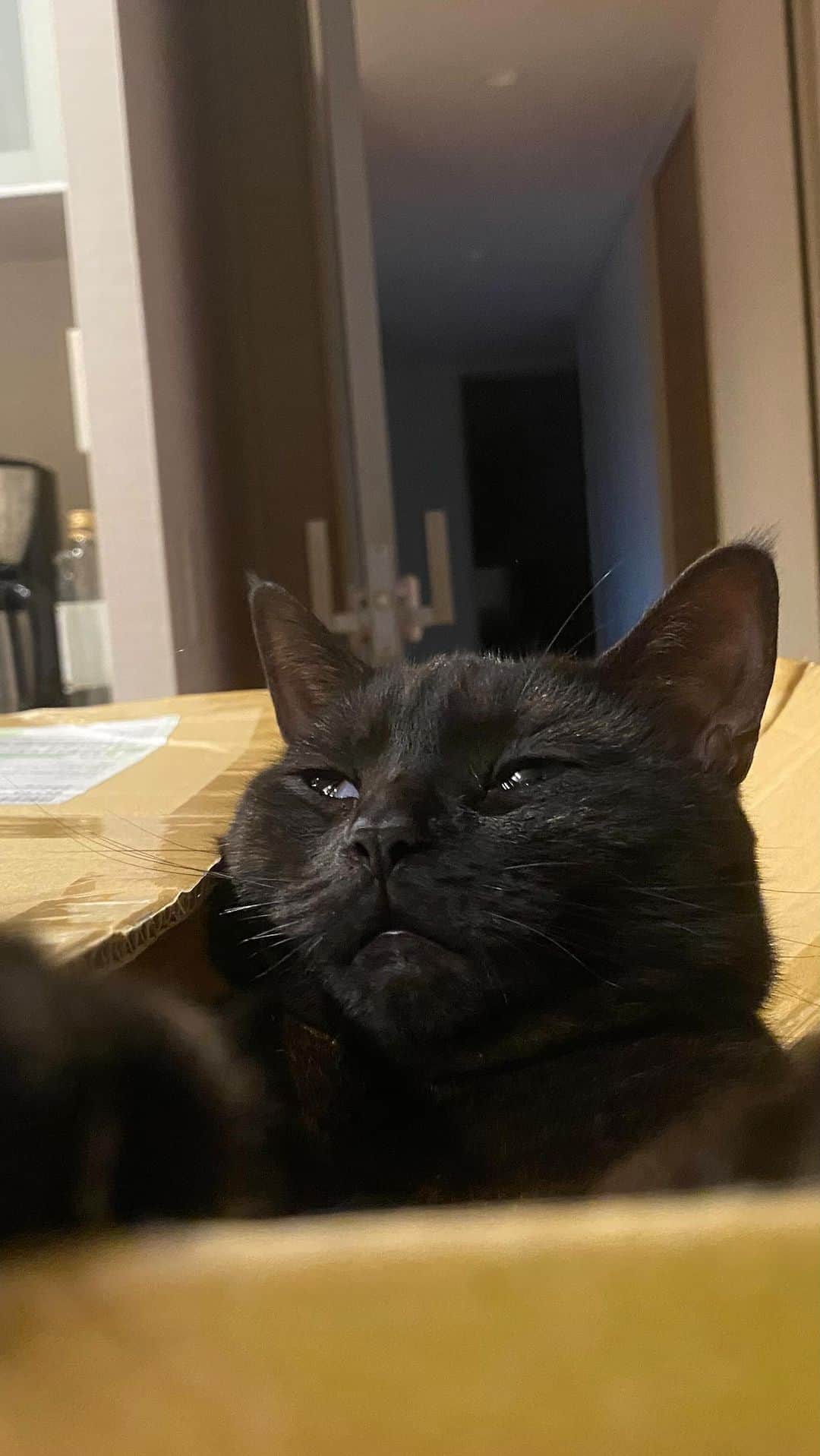 Emilyのインスタグラム：「バカ飼い主による蟻地獄猫をご覧ください🐈‍⬛🐜」