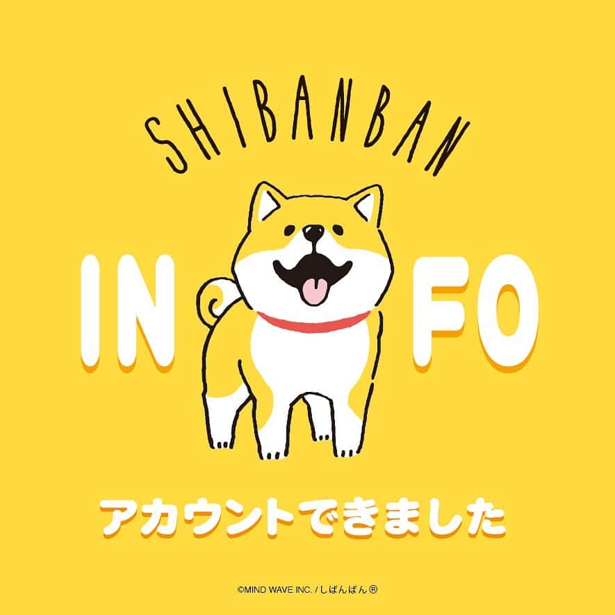 オオゴシヤステルのインスタグラム：「🐾INFO🐾  『しばんばん』Instagram情報アカウント （@shibanban_info）を開設しました〈ฅ `ᴥ´ ฅ〉🎉  商品やLINEスタンプ、イベントなど最新情報を僕（オオゴシヤステル）とスタッフがお届けします！  ぜひフォローよろしくお願いします☺️  #しばんばん #shibanban #マインドウェイブ #mindwave #微笑柴犬 #しばいぬ #柴犬 #shibainu」