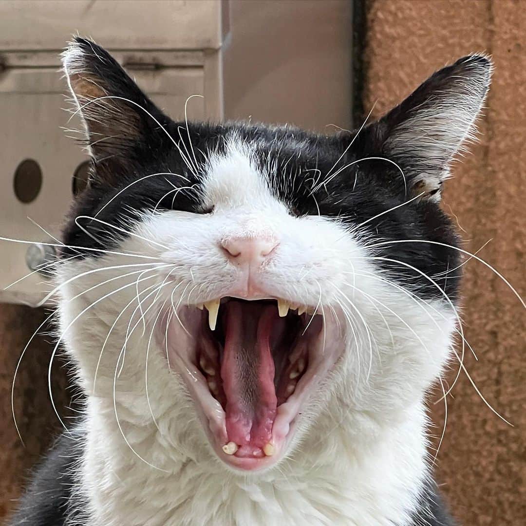 Kachimo Yoshimatsuさんのインスタグラム写真 - (Kachimo YoshimatsuInstagram)「今朝のイカスミの1、2、3枚目のアップ写真。 1枚目がいい顔してます。  #うちの猫ら #猫 #ねこ #ニャンスタグラム #imasumi #にゃんすたぐらむ #ねこのきもち #cat #ネコ #catstagram #ネコ部 http://kachimo.exblog.jp」9月7日 12時19分 - kachimo